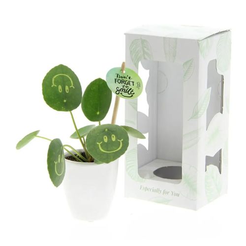 Smylieplante i keramisk potte - Billede 3